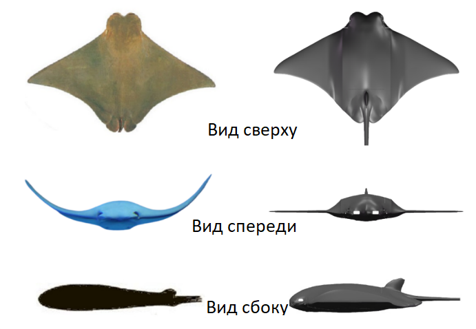 Manta Ray